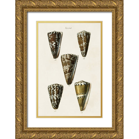 Cone Shell Collection V Gold Ornate Wood Framed Art Print with Double Matting by Unknown