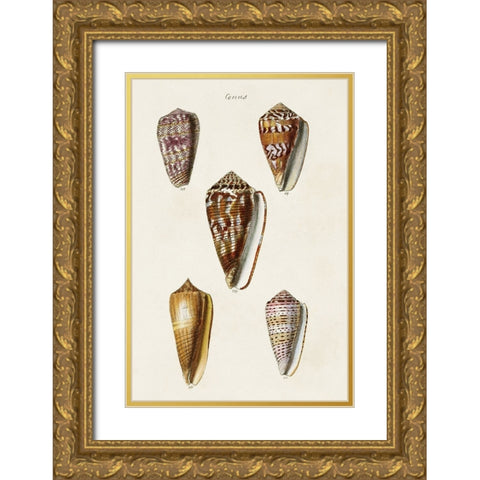 Cone Shell Collection VI Gold Ornate Wood Framed Art Print with Double Matting by Unknown