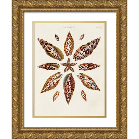 Spiral Shell Formation I Gold Ornate Wood Framed Art Print with Double Matting by Seba, Albertus