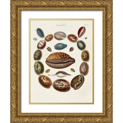 Spiral Shell Formation II Gold Ornate Wood Framed Art Print with Double Matting by Seba, Albertus