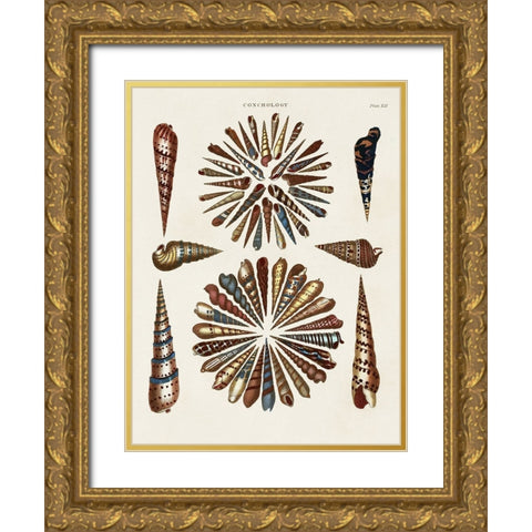 Spiral Shell Formation III Gold Ornate Wood Framed Art Print with Double Matting by Seba, Albertus