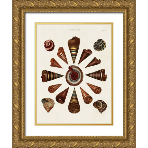 Spiral Shell Formation IV Gold Ornate Wood Framed Art Print with Double Matting by Seba, Albertus