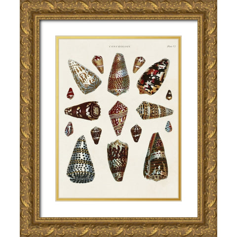 Spiral Shell Formation V Gold Ornate Wood Framed Art Print with Double Matting by Seba, Albertus