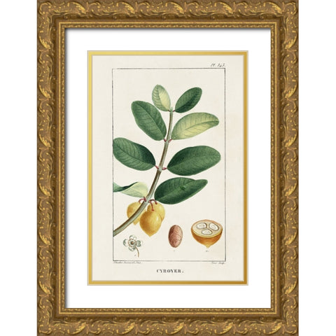 Turpin Tropical Botanicals V Gold Ornate Wood Framed Art Print with Double Matting by Turpin