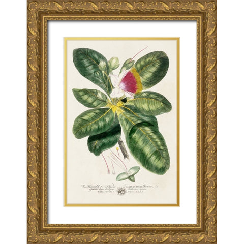 Imperial Tropical Botanical I Gold Ornate Wood Framed Art Print with Double Matting by Miller, John