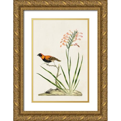 Bird in Habitat III Gold Ornate Wood Framed Art Print with Double Matting by Unknown