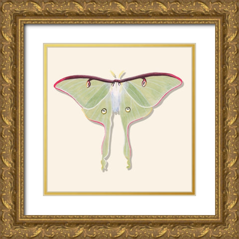 Watercolor Moths IV Gold Ornate Wood Framed Art Print with Double Matting by Willett, Michael
