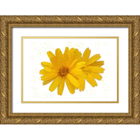 Yellow Asters Gold Ornate Wood Framed Art Print with Double Matting by Pica, Jeff