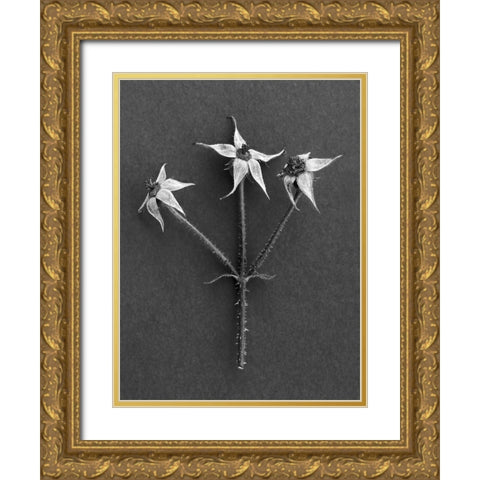 Rose Hip Gold Ornate Wood Framed Art Print with Double Matting by Rosenthal, Berry