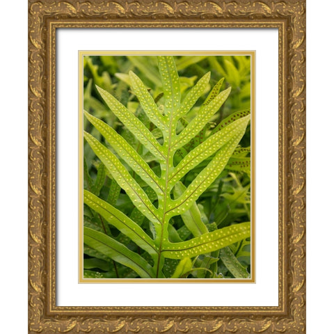 Fern Examination III Gold Ornate Wood Framed Art Print with Double Matting by Head, Danny