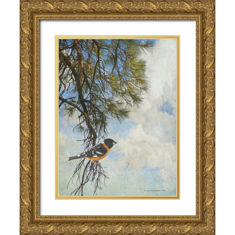 Ponderosa Black-Headed Grosbeak Gold Ornate Wood Framed Art Print with Double Matting by Vest, Chris