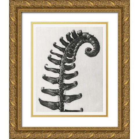 Blossfeldt Fern II Gold Ornate Wood Framed Art Print with Double Matting by Blossfeldt, Karl