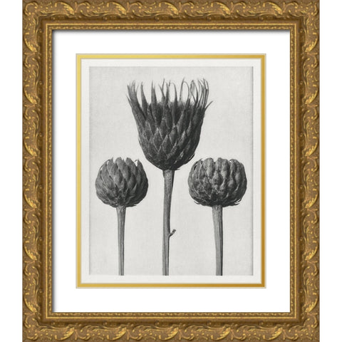 Blossfeldt Trio I Gold Ornate Wood Framed Art Print with Double Matting by Blossfeldt, Karl