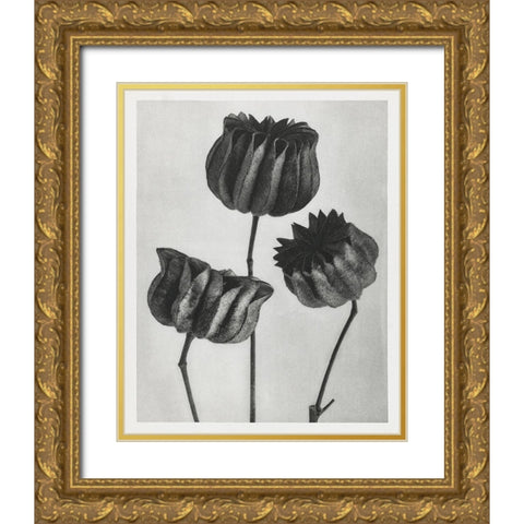 Blossfeldt Trio II Gold Ornate Wood Framed Art Print with Double Matting by Blossfeldt, Karl
