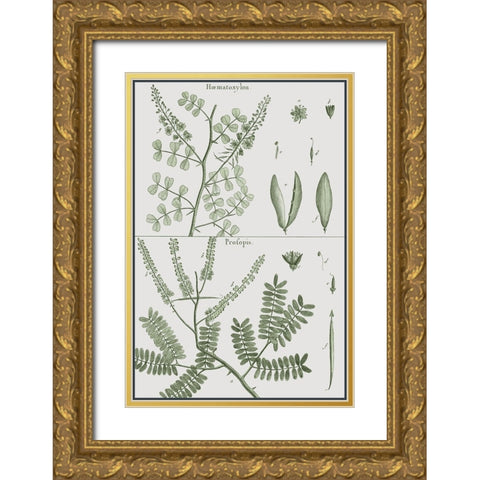 Antique Ferns Revival II Gold Ornate Wood Framed Art Print with Double Matting by Dedirot