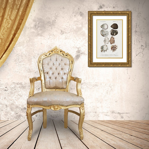 dOrbigny Shell Array I Gold Ornate Wood Framed Art Print with Double Matting by DOrbigny, M. Charles