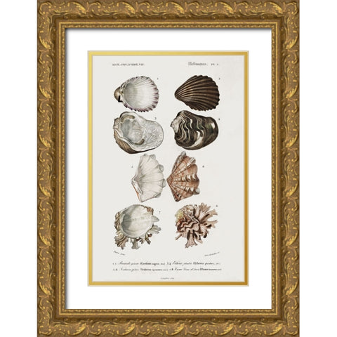 dOrbigny Shell Array I Gold Ornate Wood Framed Art Print with Double Matting by DOrbigny, M. Charles