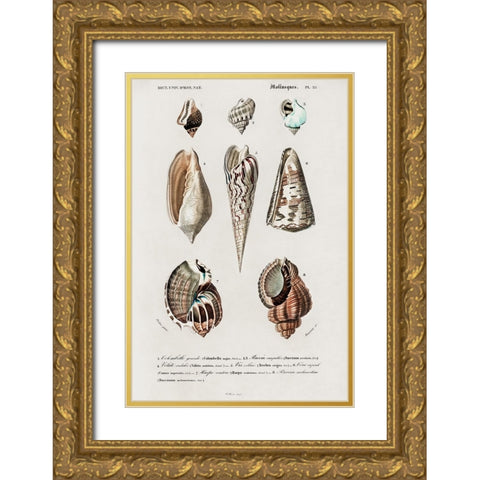 dOrbigny Shell Array II Gold Ornate Wood Framed Art Print with Double Matting by DOrbigny, M. Charles
