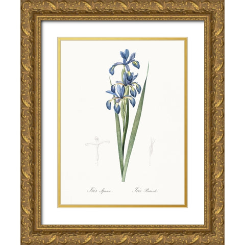 Delicate Iris I Gold Ornate Wood Framed Art Print with Double Matting by Redoute, Pierre