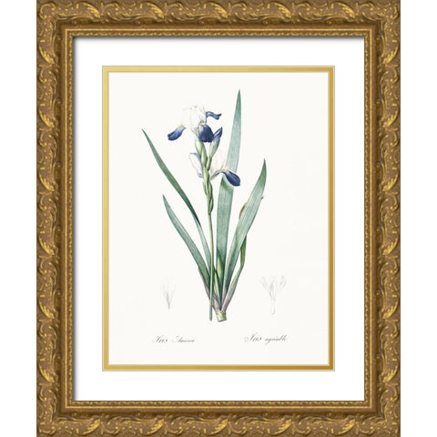 Delicate Iris II Gold Ornate Wood Framed Art Print with Double Matting by Redoute, Pierre