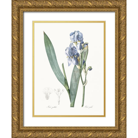 Delicate Iris III Gold Ornate Wood Framed Art Print with Double Matting by Redoute, Pierre