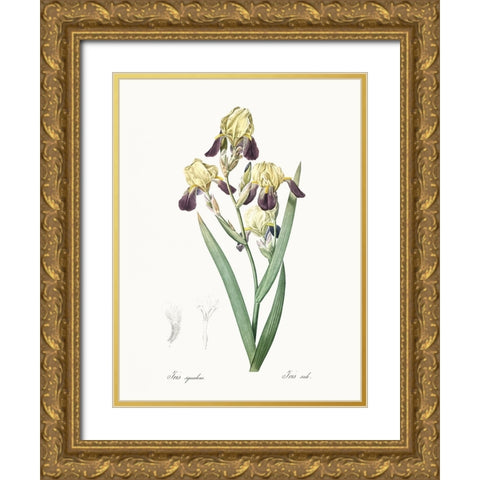 Delicate Iris IV Gold Ornate Wood Framed Art Print with Double Matting by Redoute, Pierre