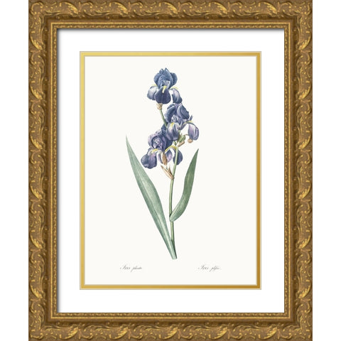 Delicate Iris V Gold Ornate Wood Framed Art Print with Double Matting by Redoute, Pierre