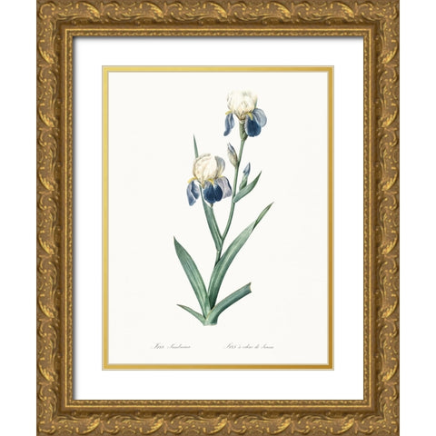 Delicate Iris VI Gold Ornate Wood Framed Art Print with Double Matting by Redoute, Pierre