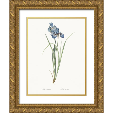 Delicate Iris VII Gold Ornate Wood Framed Art Print with Double Matting by Redoute, Pierre