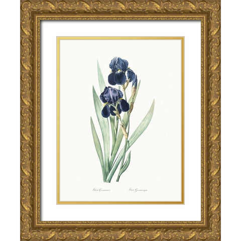 Delicate Iris VIII Gold Ornate Wood Framed Art Print with Double Matting by Redoute, Pierre