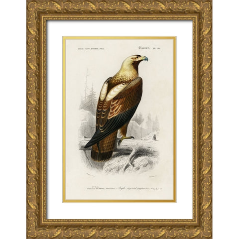 dOrbigny Raptor I Gold Ornate Wood Framed Art Print with Double Matting by DOrbigny, M. Charles