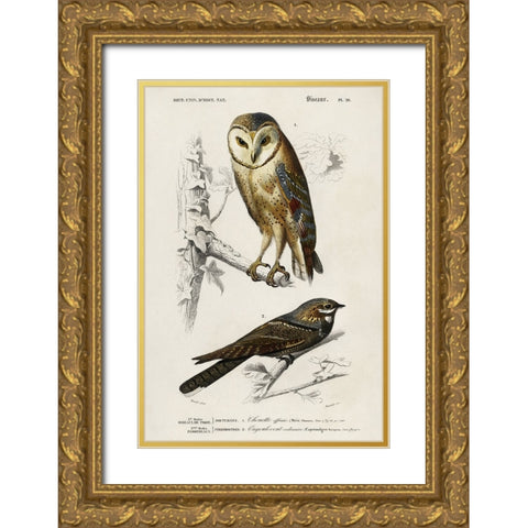 dOrbigny Raptor III Gold Ornate Wood Framed Art Print with Double Matting by DOrbigny, M. Charles