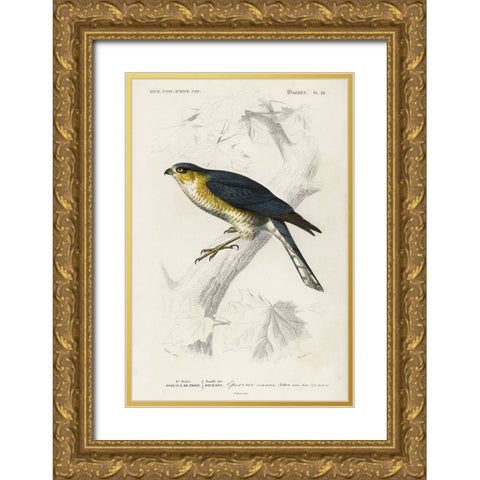 dOrbigny Raptor IV Gold Ornate Wood Framed Art Print with Double Matting by DOrbigny, M. Charles