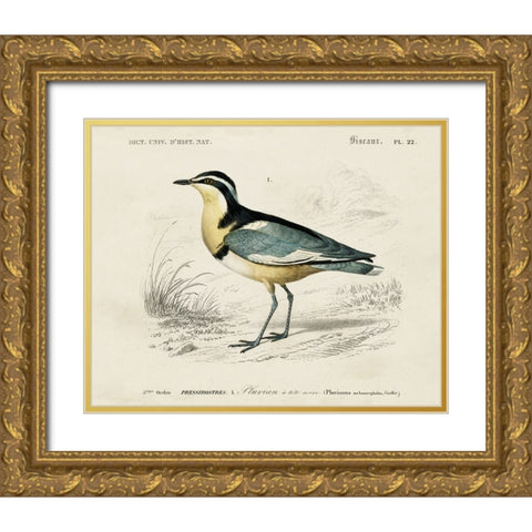 dOrbigny Seabird I Gold Ornate Wood Framed Art Print with Double Matting by DOrbigny, M. Charles
