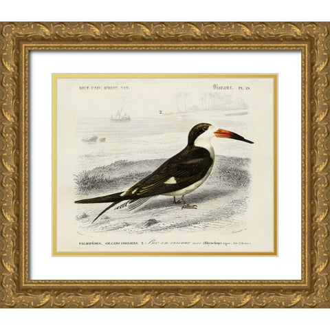 dOrbigny Seabird IV Gold Ornate Wood Framed Art Print with Double Matting by DOrbigny, M. Charles