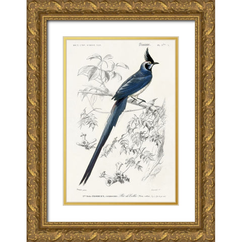 dOrbigny Exotic Bird IV Gold Ornate Wood Framed Art Print with Double Matting by Redoute, Pierre