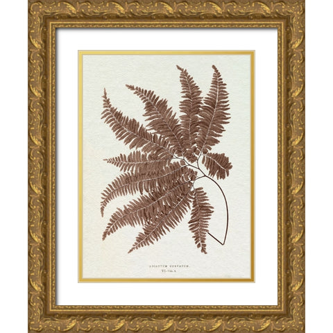 Lowe Sepia Fern II Gold Ornate Wood Framed Art Print with Double Matting by Lowe, E.J.