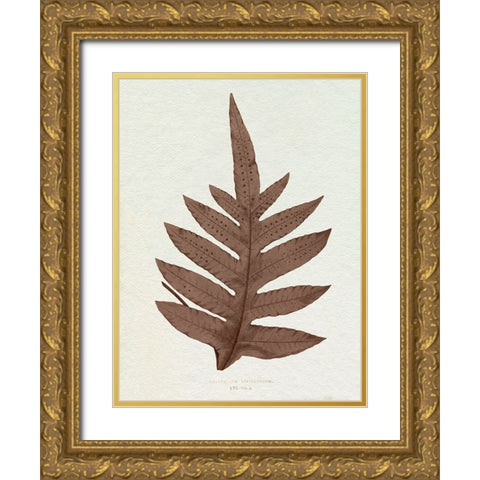 Lowe Sepia Fern IV Gold Ornate Wood Framed Art Print with Double Matting by Lowe, E.J.