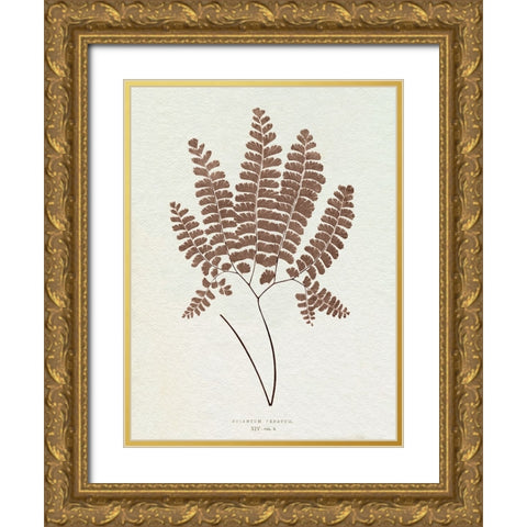 Lowe Sepia Fern IX Gold Ornate Wood Framed Art Print with Double Matting by Lowe, E.J.