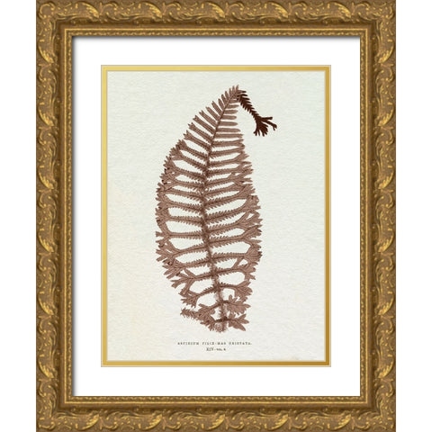 Lowe Sepia Fern X Gold Ornate Wood Framed Art Print with Double Matting by Lowe, E.J.