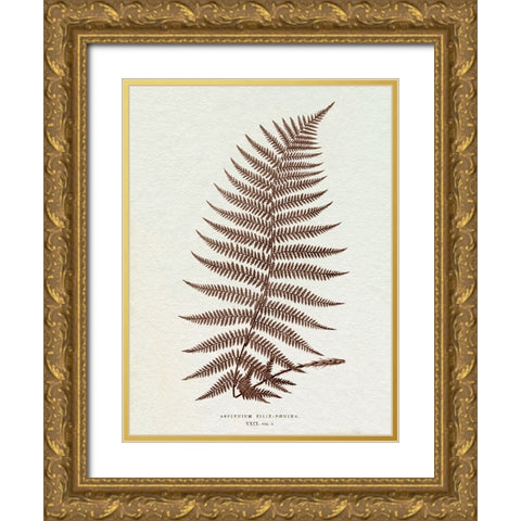Lowe Sepia Fern XI Gold Ornate Wood Framed Art Print with Double Matting by Lowe, E.J.