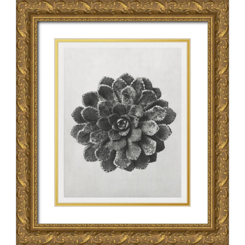 Blossfeldt Rosette I Gold Ornate Wood Framed Art Print with Double Matting by Blossfeldt, Karl