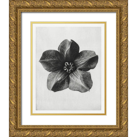 Blossfeldt Rosette II Gold Ornate Wood Framed Art Print with Double Matting by Blossfeldt, Karl