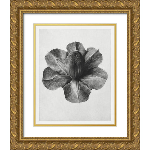 Blossfeldt Rosette III Gold Ornate Wood Framed Art Print with Double Matting by Blossfeldt, Karl