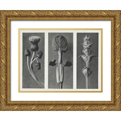 Blossfeldts Triptych II Gold Ornate Wood Framed Art Print with Double Matting by Blossfeldt, Karl