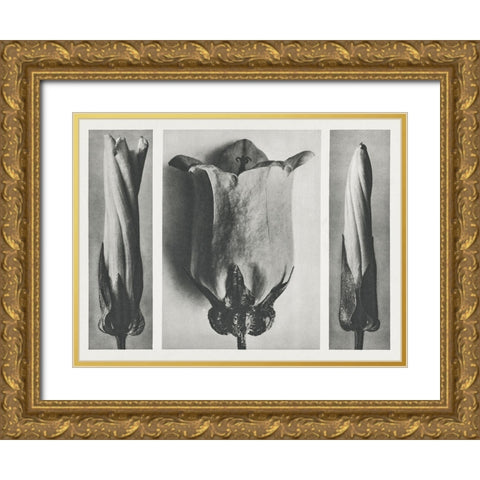 Blossfeldts Triptych III Gold Ornate Wood Framed Art Print with Double Matting by Blossfeldt, Karl
