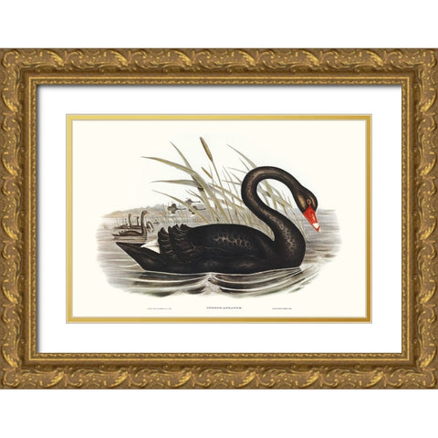 Majestic Waterbird III Gold Ornate Wood Framed Art Print with Double Matting by Gould, Elizabeth