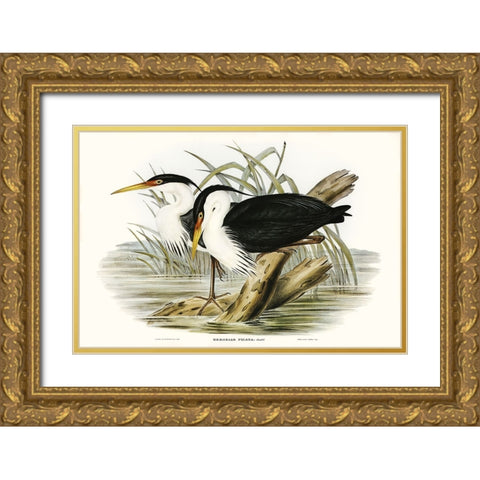 Waterbird Pairing II Gold Ornate Wood Framed Art Print with Double Matting by Gould, Elizabeth