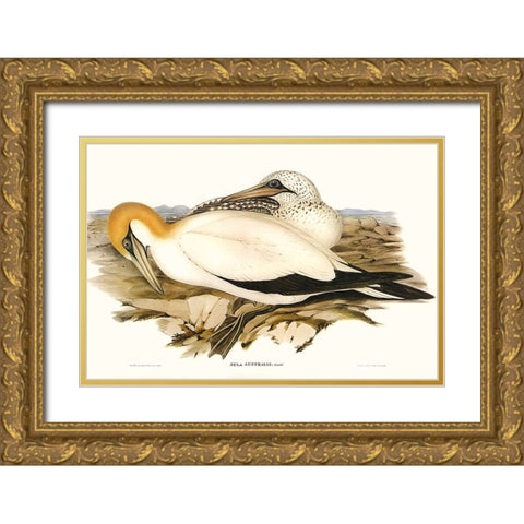 Waterbird Pairing VI Gold Ornate Wood Framed Art Print with Double Matting by Gould, Elizabeth