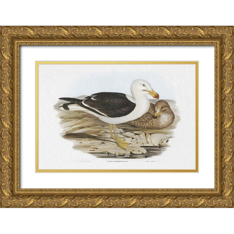 Seabird Pairing I Gold Ornate Wood Framed Art Print with Double Matting by Gould, Elizabeth